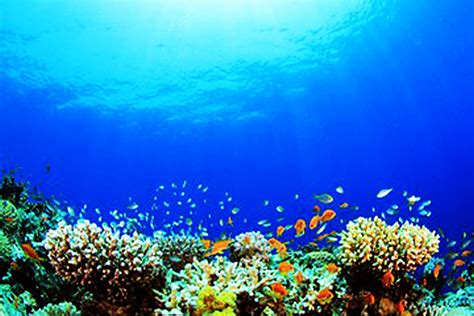 reef coral reef underwater fish background sea diving ridge