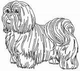 Apso Lhasa Shih Colorir sketch template