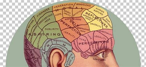 Psychology Human Brain Mapping