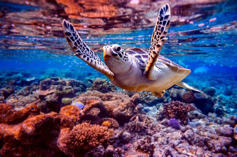 underwater photography complete guide knowledge hub