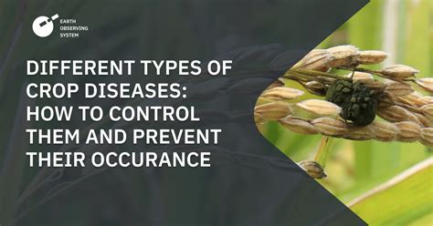 Crop Diseases How To Identify Control And Prevent
