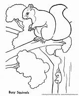 Squirrel Coloring Pages Squirrels Trees Animals Kids Animal Tree Wild Lives Printable Color Print Quilt Coloringbay Sheet Honkingdonkey Draw Next sketch template