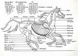 Horse Anatomy Skeleton Anatomia Bones Cavalo Diagram Mikkisenkarik Wordpress Horses Ride Tips Beautiful Diagrams Esqueleto 1200 Coloring Skeletal Visit Sobre sketch template