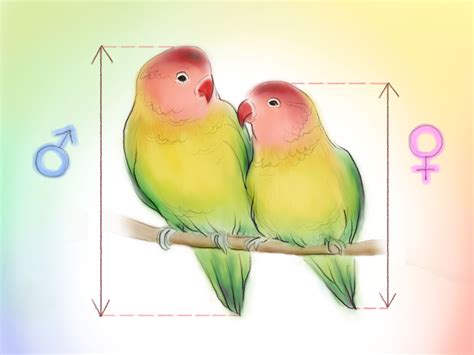 How To Determine The Sex Of A Lovebird 6 Steps Wikihow