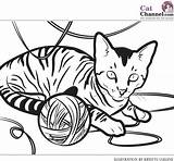 Coloring Cat Real Pages Printable Getcolorings sketch template