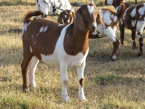 colored boer goat doe boer goats nubian goat goats