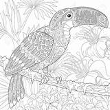 Erwachsene Tukan Malvorlagen Toucan sketch template