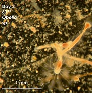 Afbeeldingsresultaten voor "obelia Spp". Grootte: 182 x 185. Bron: akiko-invertebrates.weebly.com