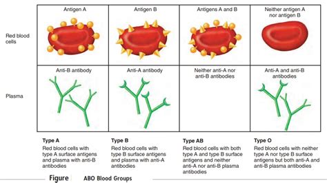 abo blood group