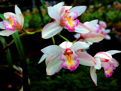 Phalaenopsis Orchids Or Orchid Flowering Plants Tricolor