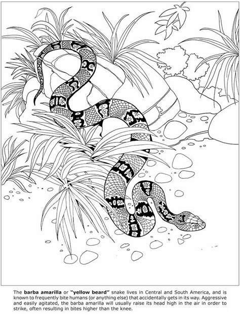 nature printable coloring  kids colouring coloring pages fallen