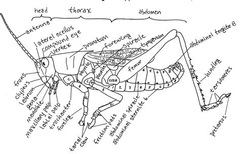 grasshopper internal anatomy diagram  wiring diagram source