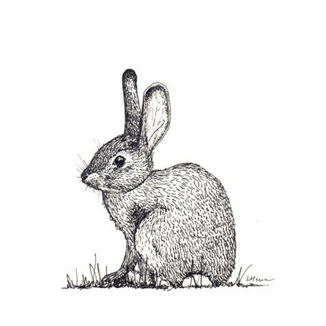 eastern cottontail rabbit print etsy