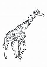 Colorare Giraffa Disegno Pianetabambini Singolarmente Versione sketch template