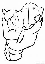 Frog Coloring Pages Coloring4free Bullfrog Cute Lily Pad Toad Clipartmag Related Posts Drawing Parentune sketch template