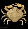 Afbeeldingsresultaten voor "ebalia Tuberosa". Grootte: 96 x 100. Bron: www.crustaceology.com