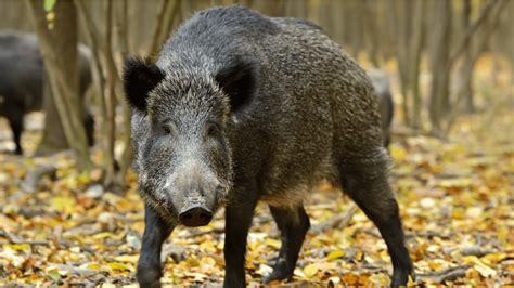 usda invests  million  control destructive feral swine kmmo