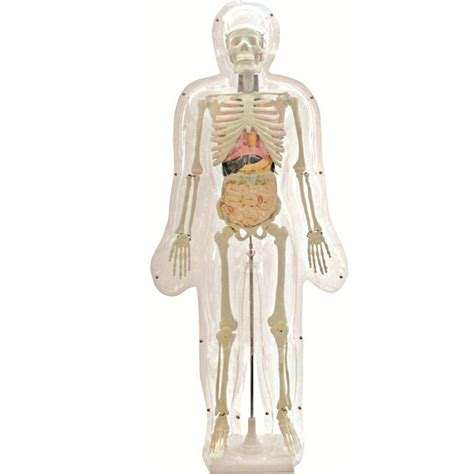 types  medical anatomic modelsningbo qinghua science education equipment coltd