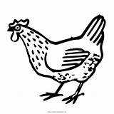 Hen Coloring Print Pages sketch template
