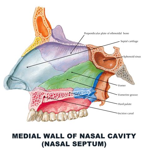 Nasal Cavity Nasal Septum Anatomy Nose And Nasal Cavity Anatomy Qa