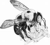Bee Drawing Bumble Illustration Line Draw Stippling Bombus Impatiens Eastern Common Drawings Bees Tattoo Flowers Honey Ink Insect Clipart Gif sketch template