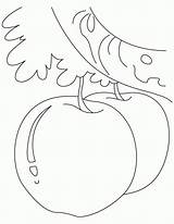 Coloring Apple Pages Kids Kindergarten Color Apples Fructe Cu Johnny Desene Appleseed Popular Getdrawings Library Clipart Getcolorings Books Choose Board sketch template