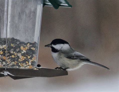 animal facts news  info   bird feeders stocked   winter