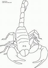 Scorpion Coloring Pages Printable Scorpions Kids Color Drawing Invertebrate Front Popular Print Getdrawings sketch template