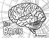 Coloring Brain Nervous Biolegend Name sketch template