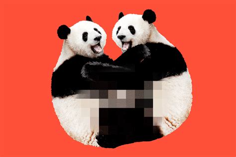 lousy libidos why do pandas have so little sex the new york times