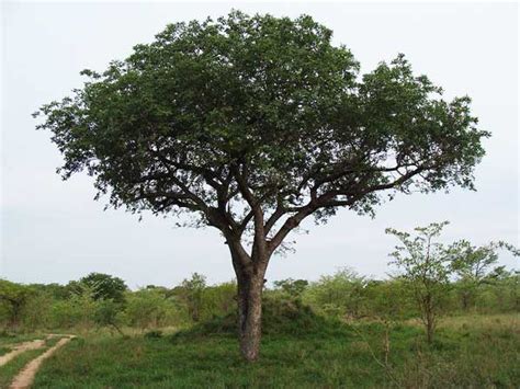 wild facts sabi sabi private game reserve the marula tree