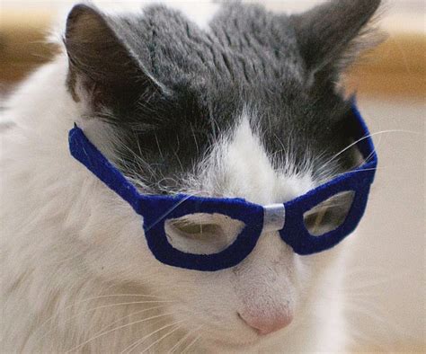 nerd glasses for cats