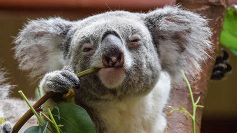 for koalas with chlamydia relief is finally in sight live science