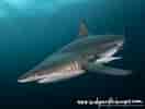 Image result for Blacktip Shark Identification. Size: 132 x 100. Source: indopacificimages.com