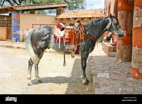 azteca horse  saddle  mexico stock photo alamy