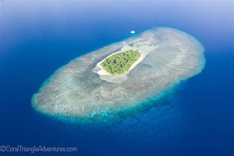 Papua New Guinea Trip Report 2019 Coral Triangle Adventures