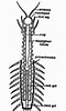 Résultat d’image pour Scolopendre Anatomie. Taille: 60 x 100. Source: www.notesonzoology.com