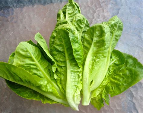 romaine lettuce parris island standard american heirloom