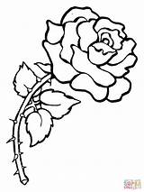 Rose Thorns Coloring Pages Printable Roses Color Category sketch template