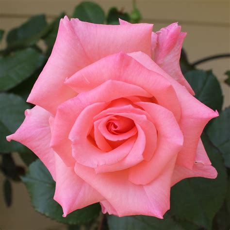 single rose pink flowers rose flowers