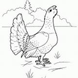 Coloring Capercaillie Birds Pages sketch template