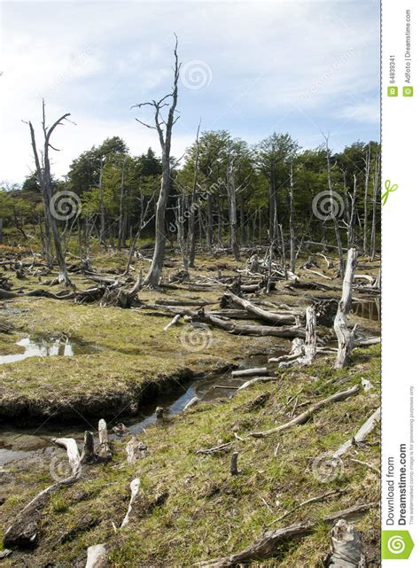 Damaged Forests Argentina Ushuaia Tierra Del Fuego