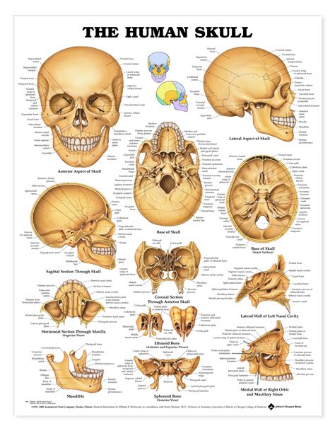 human skull human skull anatomy human anatomy  physiology