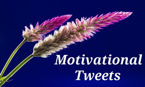 motivational tweets  thequotesnet