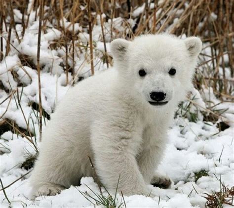 pin van lisa jennings op cute animals ijsbeer berenjong schattige