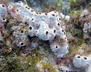 Afbeeldingsresultaten voor "rissoa Porifera". Grootte: 132 x 104. Bron: www.coolgalapagos.com