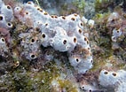 Image result for "rissoa Porifera". Size: 142 x 104. Source: www.coolgalapagos.com
