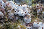Afbeeldingsresultaten voor "rissoa Porifera". Grootte: 154 x 103. Bron: www.coolgalapagos.com