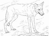 Wolf Coloring Pages Red Printable Print Color Drawing Dire Template sketch template