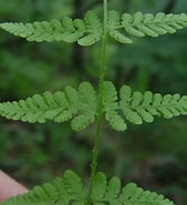 Afbeeldingsresultaten voor "pseudochirella Obtusa". Grootte: 169 x 185. Bron: gobotany.nativeplanttrust.org
